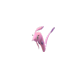 Pokemon GO Gorebyss 